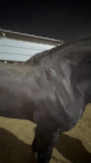 Meet Knight 1014 Breed: Percheron Gender: Stallion Available until 1/6 at 5pm Holy smokes! Look who we have here! Knight is a stunning black Percheron stallion. He is approximately 17 years old (he sure looks younger) and stands 17.3HH. Knight is the most well-behaved stallion to come through yet. He is quiet, gentle and is very easy to get along with. Knight is Amish bred and trained. He was said to be broke to ride at a youngster and then has been driven and used for breeding. Knight knows wha