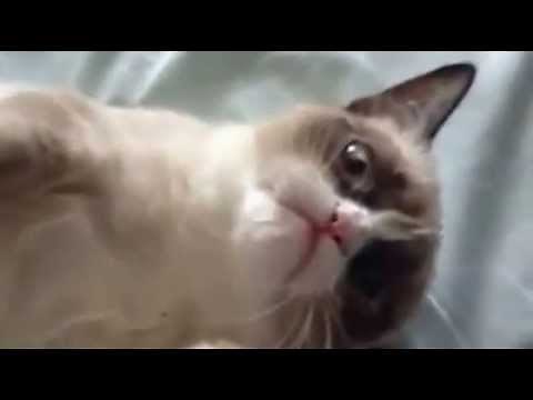 Grumpy Cat Smiles For The First Time