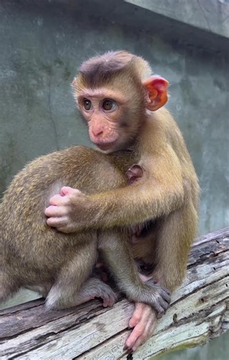 #monkey #cute #子猿 | monkey