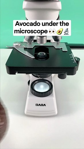 Avocado under a microscope #undermicroscope #fyp #microscope #tiktok
