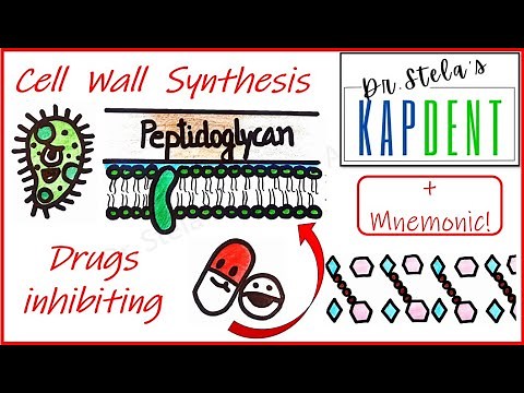 Cell Wall Synthesis | Antibiotics inhibiting the synthesis of bacterial cell wall | Pharmacology