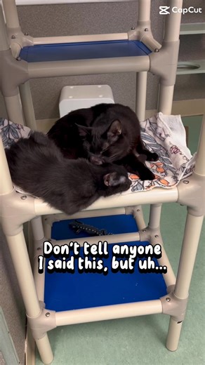 3.5K views · 47 reactions | Ghost is back—and he’s still full of personality. This handsome guy is all about food, attention, and... love bites.  A total sour patch cat: sweet one minute, spicy the next. No dogs, please—but he's been cool with some younger cats. Ready to handle a cat with character? Ghost is your guy. | Hope For Life Rescue | Facebook