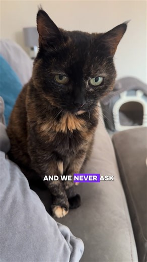 Won’t mention the gangster cat behavior #cats #catlovers #fblifestyle | Gangstacats