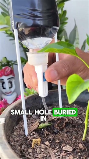 Save Your Garden During a Drought