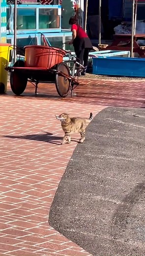 Excellent work! 😁 #cat #meow | Chonk chonk