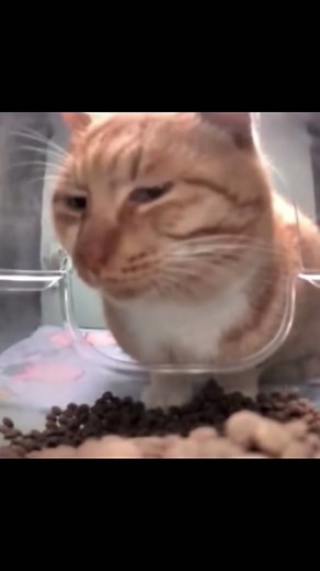 The Ultimate Compilation of Adorable Cat Videos! 🐱