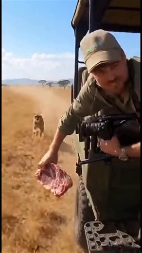 Can a cheetah outrun a car? | AI Going Wild