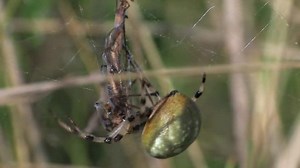 File:Araneus quadratus - female.ogv - Wikimedia Commons