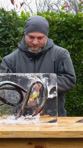 4.9K views · 40 reactions | I Cooked Frozen Vampires of the Fish World! #cooking #food #deliciousfood #eatingfood #cookinglifestyle | Top Wilderness | Facebook