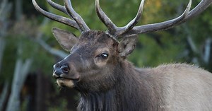 FWP opening hunting, fishing license applications March 1