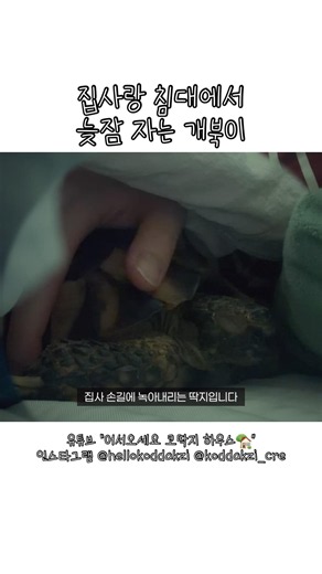 개북이랑 늦잠 자기😴#육지거북이키우기 #육지거북이브이로그 #거북이 #육지거북 #거북이키우기 #거북이집사 #파충류브이로그
