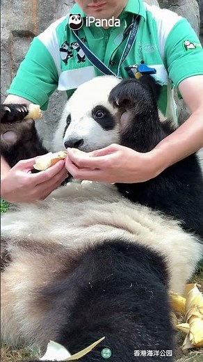 What A Blissful Little Panda Life! | iPanda #shorts #HKPanda