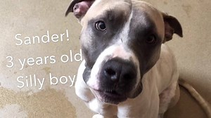 3.2K views · 145 reactions | Sander ((A728647)) is one of our altered, large breed dogs you can currently adopt for FREE! This sweet, silly boy is eager for a new family. Come meet him! | Bradshaw Animal Shelter | Facebook