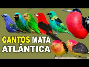BIRD SONGS OF THE ATLANTIC FOREST | BIRDS OF THE ATLANTIC FOREST