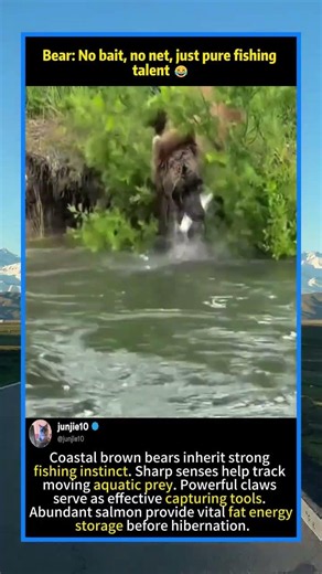 Natural fishing talent! Brown bear catches fish bare-handed in river!#BrownBear#AnimalInstinct