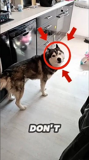 The Most Dramatic Pets Ever 😂