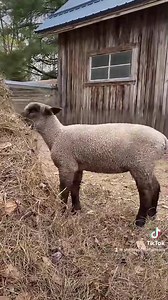 8K views · 734 reactions | Our little Orphan Annie isn’t staying too little. We’ve got her down to two 1/2 bottles and by next week she’ll be fully weaned. There’s something very special about bottle raising a baby lamb, they stay forever connected to your presence and the sounds of their calls always seem to say maaaaw ❤️ | Our Farmacy | Facebook