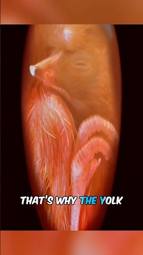 How A Chick Breathes Inside An Egg 😱