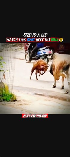 SIZE DOESN’T MATTER 😤 GOAT PROVED IT🔥☠️ #viral #goat #bull #shorts #trendingshorts #viralshorts