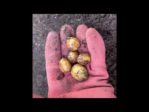 How To Germinate Bay Leaf Seeds