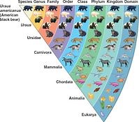 IB DP Biology Topic 5: 5.3 Classification of biodiversity: Study Notes