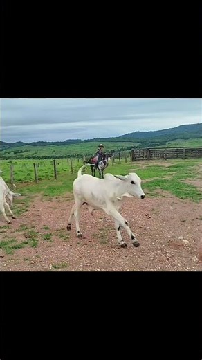 BOI BRAVO NA LAÇADA 😳🐂🔥