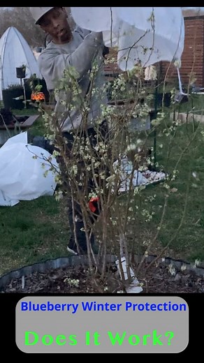 18K views · 506 reactions | Protect blueberry blooms from hard freeze #garden #gardening #growingoutthebox #freezeprotection #frostprotection #protectingblueberries #backyardgarden #foodforest #reelsinstagram #reels reelsfb in | Keith Chapman | Facebook