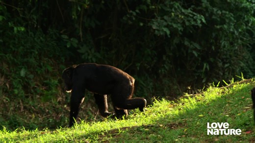 Across the natural world, young animals spend much of their time playing. From cats that love a game of chase, to chimps that can solve puzzles, new research now reveals that play is at the heart of almost everything an animal learns – it’s so much more than fun and games. #wildlife #nature #komododragon | Love Nature