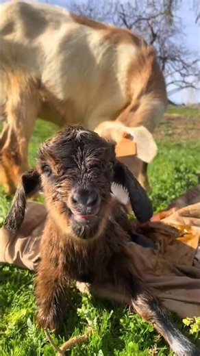 Goat Animal Sound and Funny Moments | Cute Goat Saying Maa Maa | Amazing Farm Animal #shorts