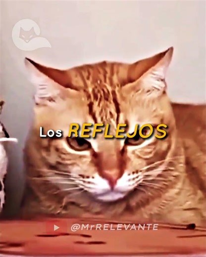 Qué SIGNIFICA ⁉️☠️ #mrrelevante #momentosépicos #edits