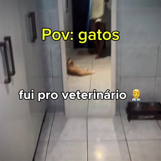 ta estressada com uké mulherr ? 🙄 #gatos #memes #viral #flp