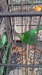 666K views · 3.4K reactions | Ada yg suka yg ijo" | Aviary Jepara | Facebook