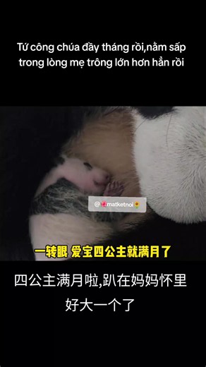 Tứ công chúa đầy tháng nằm trong lòng mẹ — video dễ thương về gấu trúc