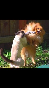 7.1K views | Perfectly timed animal photos. Simply amazing! 殺 | The living world | Facebook