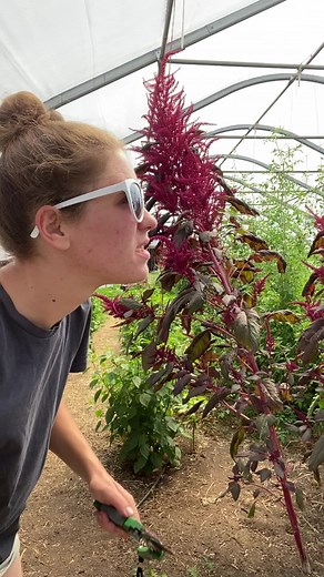 Récolte des graines d'amarante dans la serre