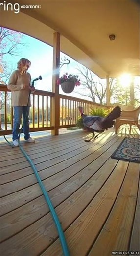 Turkey Attacks Woman Watering Plants! #porch