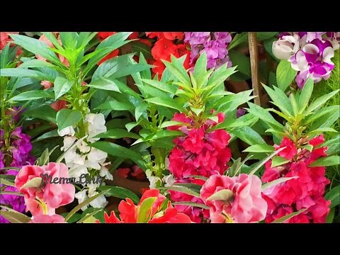 Impatiens balsamina/Balsam flower/Kamantigi Growing guide: How to easy propagate, grow & care Tips