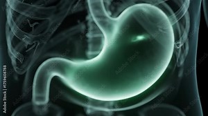 Dynamic x-ray video of human stomach anatomy for medical training, stomach health education and digestive system resources