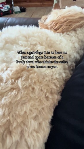 My Sweet Labradoodle Puppy: A Heartwarming Companion