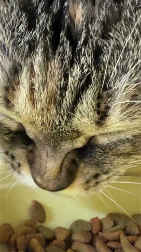 Zoomed-in cat ドアップ猫 #cat #cute #animal #猫 #ねこ #shorts
