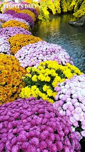 Over 10,000 pots of chrysanthemums are seen blooming in their best looks at an ongoing chrysanthemum show in Hangzhou, east China's Zhejiang. Kicking off on Saturday, the show will last for about a month. | People's Daily, China
