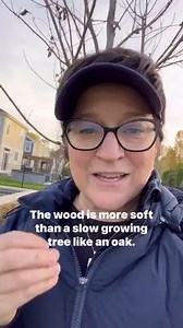 3K views · 195 reactions | Fast growing trees: Elms, Black Cherry, Heritage River Birch, Chestnuts, Silver Maples, Black Willow, Eastern White Pine, Freeman’s Maple, Hackberry, Honeylocust, Quaking Aspen, Paper Birch, Sassafrass, Sycamore, Tamarack and Tulip Tree. #trees #shade #gardendesign #landscape #landscapedesign | Amy Powers | Facebook