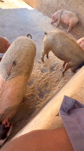 Diversification in farming | kalos meats butcheries. abbatoir and farms