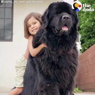 Giant Dogs Babysit Baby Brothers | The Dodo