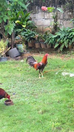 The NUM - Red Maya Game Farm genetics 😮 #Geneticsmatter #startrightgrowstrong #followersreelshighlights | Louie Maestrado