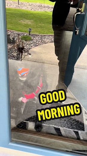 Good morning Stryker: energetic dog walker routine