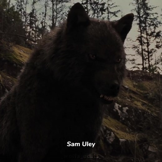 MY OPINION AND TY FOR 27K 🫶 // Sam Uley scens by @ʕ•ᴥ•ʔ // #twilight #sethclearwateredit #sethclearwater #twilightwolves #seth #werewolf #foryou #edits #twilighttiktok #twilightedits #viralvideo #samuleyedit #samuley #wolf #leah #leahclearwater #jacob #jacobblack #twilight #blackwolf