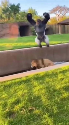 Wow😧 amazing Ai video 100m 🐶🐱🐭🐹🐰🦊🐻🐼🐻‍❄️🐨🐯🦁🐮🐷🐽🐸🐵🐔🐧🐦🐤🦆🦅🦉🦇🐺🐗🐴🦄🐝🪱🐛🦋🐌🐚🦟🐞🐜🪲🦗🕷🕸🐢🐍🦎🦖🦕🦂🦀🦑🐙🦞🦐🐠🐟🐡🐬🦈🐊🐆🐅🦓🦬🐃🐂🐄🦌🦛🐪🦒🦘🦣🦏🦍🐖🦙🐐🐏🐕🐩🦮🐈‍⬛🪶🐓🦤🦚🦜🦢🦩🕊🐇🐁🦝🦥🦡🦫🐾🐲 wow amazing this ai real video 100m view 🔥 #animalsoftiktok #ai #wildlife #petlife #Nature