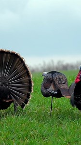 1.1K views · 41 reactions | One of the best sights of Spring! Bow hunting turkeys can be a difficult task to be successful! Which method do you prefer gun or bow hunting for turkeys? | The Deer Society | Facebook
