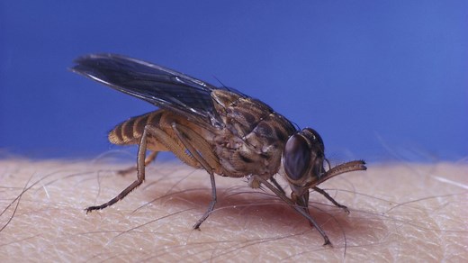 The Tsetse Fly, Blood Meals and African Sleeping Sickness